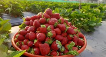 Strawberry