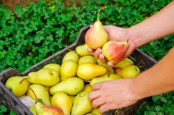 Pear
