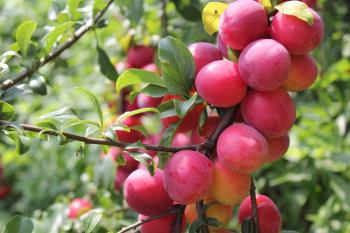 Plum