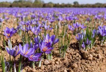 Saffron