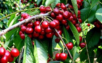 Cherry